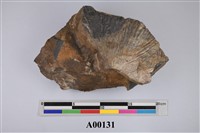 藏品(植物化石)的圖片